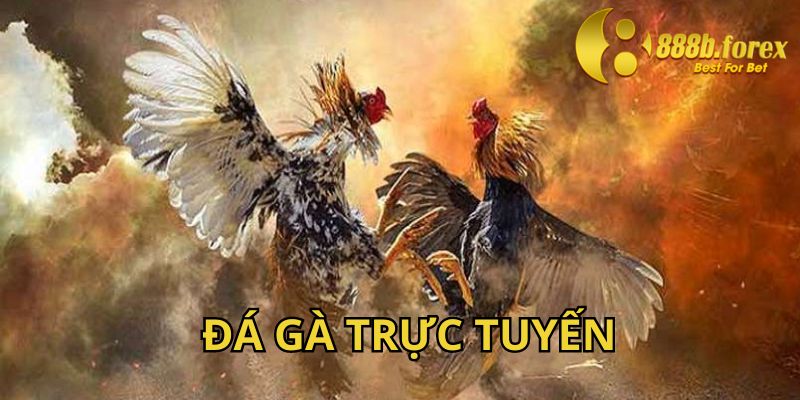 Game đá gà trực tuyến 